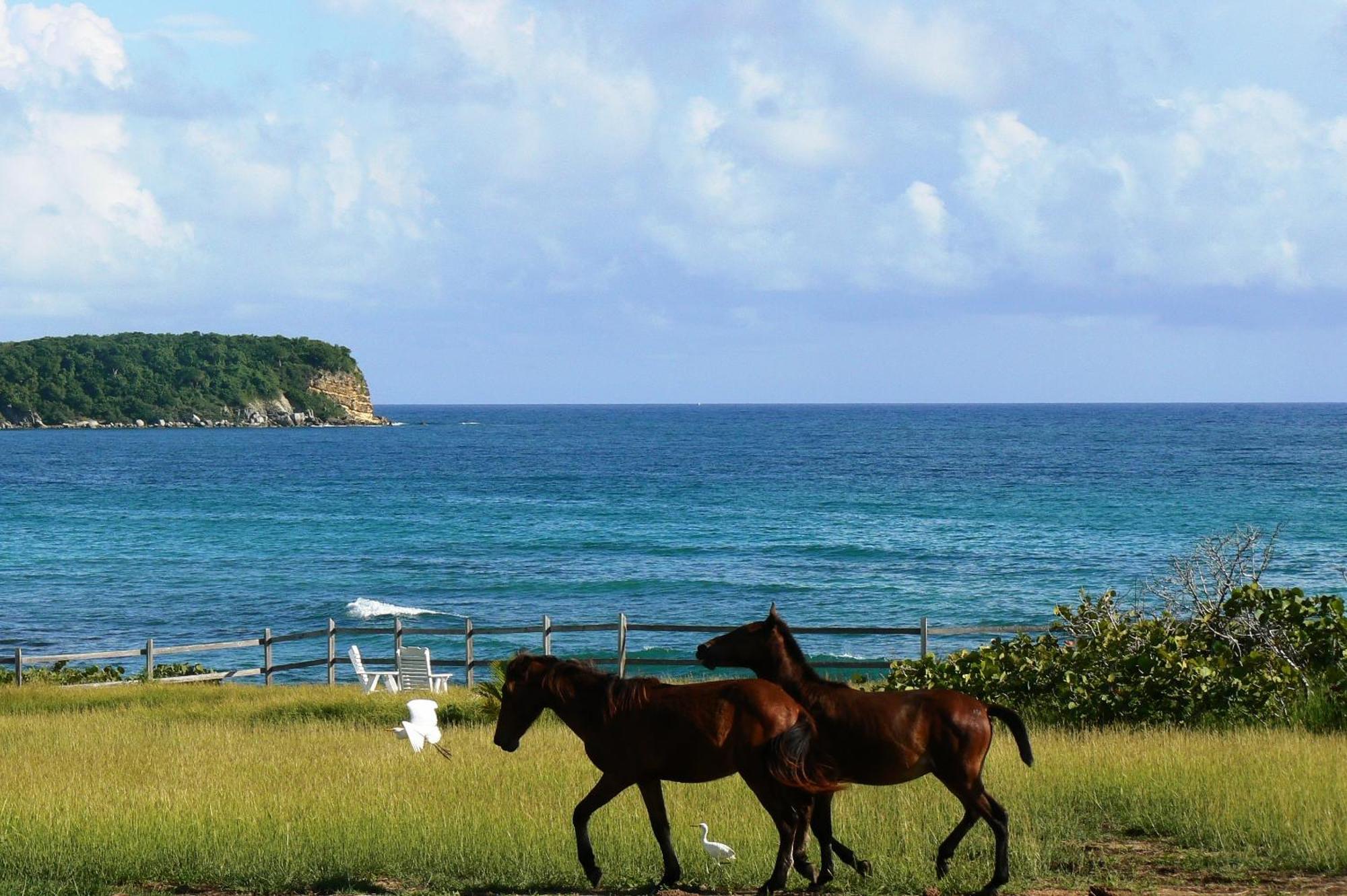 Blue Horizon Boutique Resort (Adults Only) بييكيس المظهر الخارجي الصورة